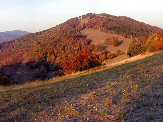 Bezovec